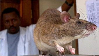 巨型老鼠爆料视频播放下载,播放下载背后的惊人真相 第2张 巨型老鼠爆料视频播放下载,播放下载背后的惊人真相 第2张